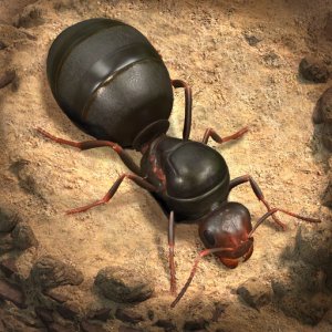 The Ants: Underground Kingdom — 20000 Ant Coins